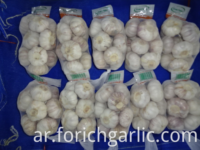 Fresh Normal Garlic 2019